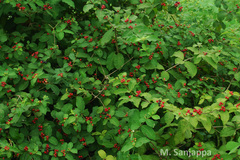 Rauvolfia tetraphylla